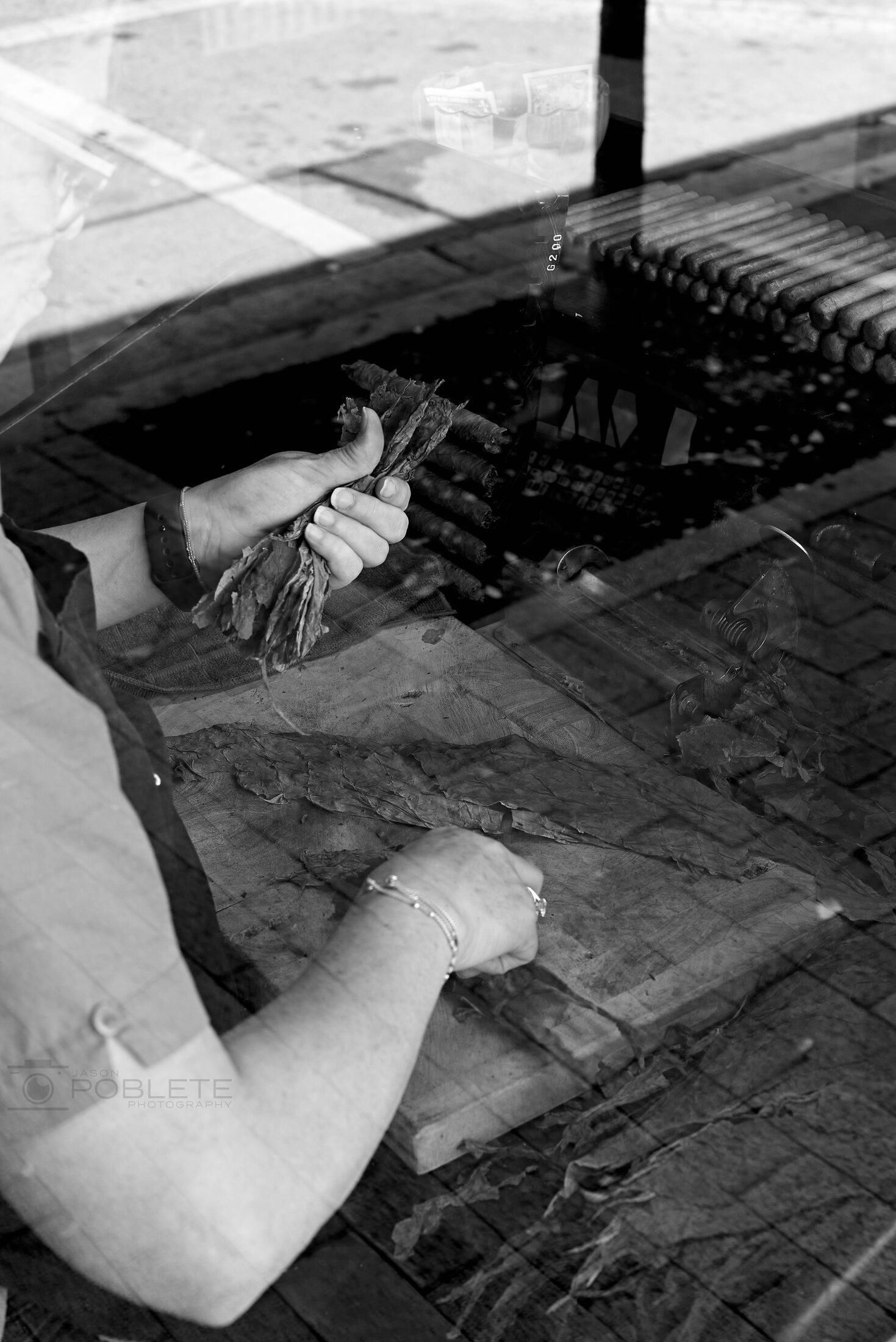 A cigar maker holds a bundle of tobacco leaves above a worktable.