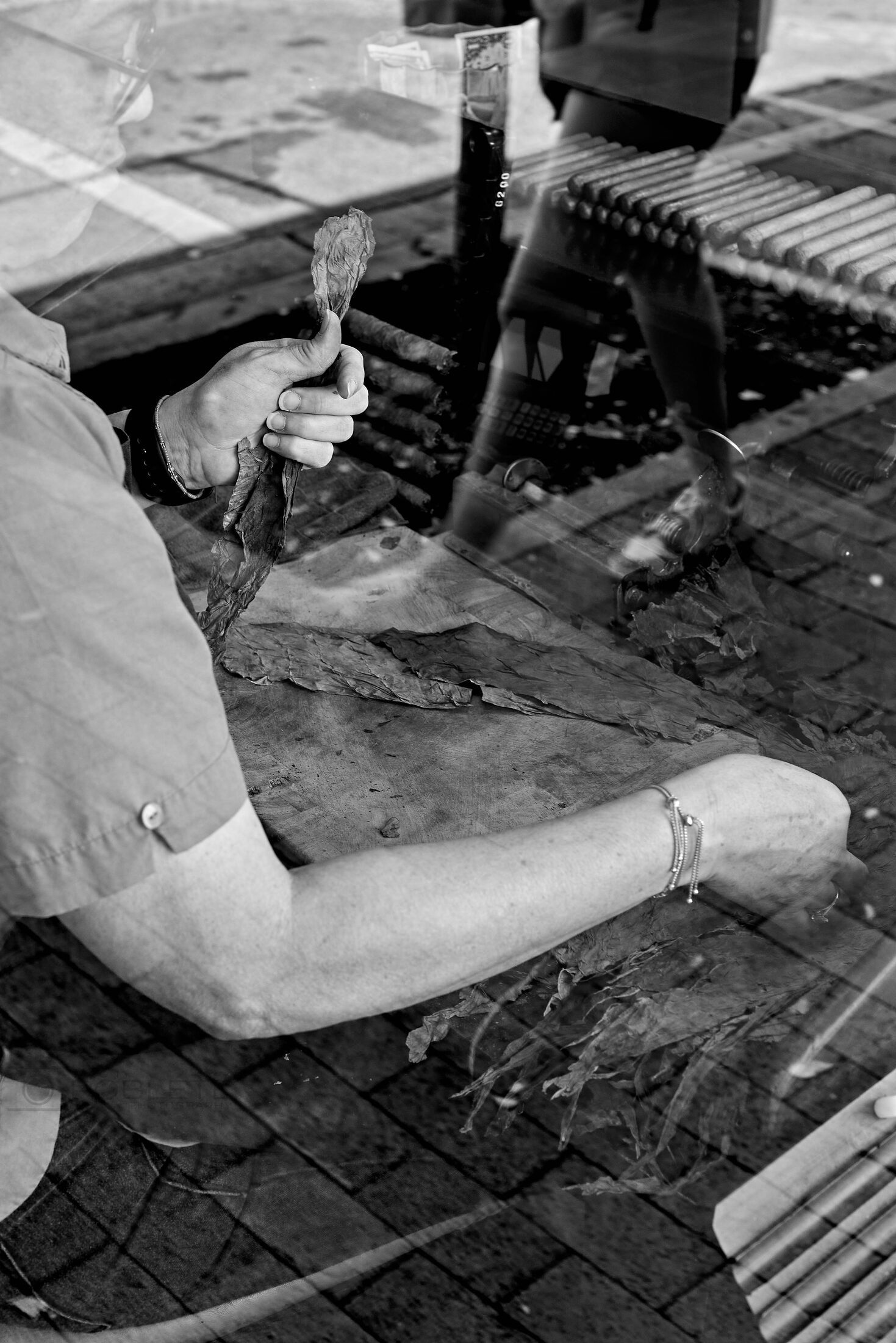 A cigar maker holds tobacco leaves beside rows of finished cigars.