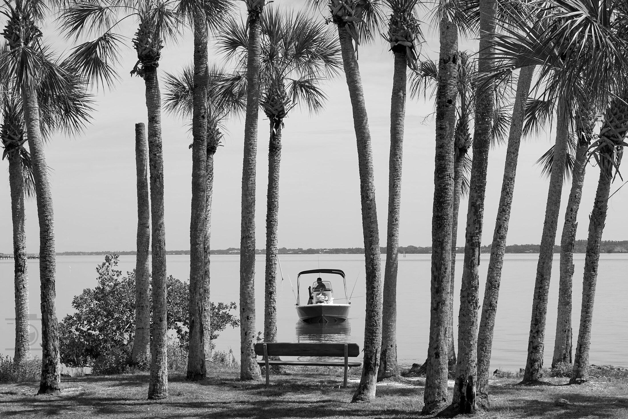Palm trunks frame a small waterfront warning sign.
